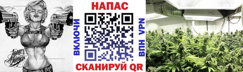 где можно купить наркотик  Елизово  МАРИХУАНА семена 